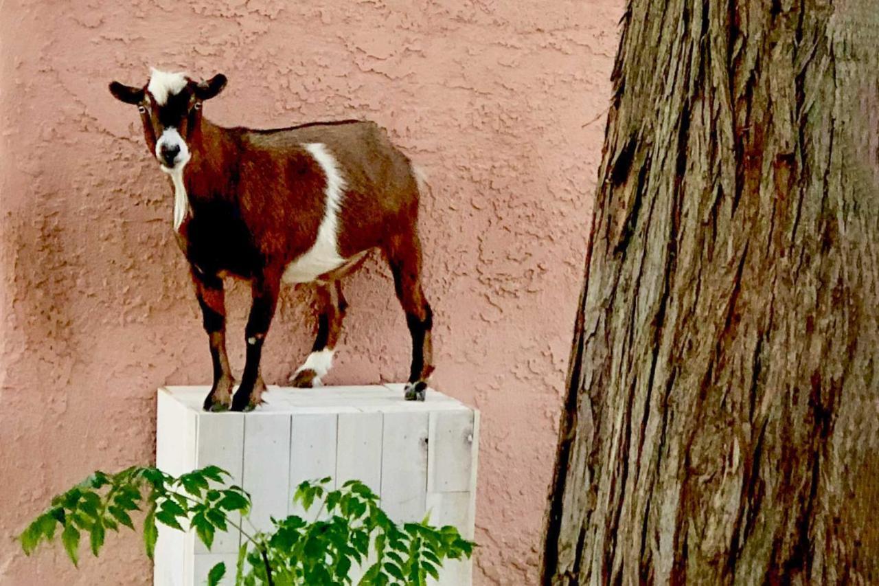 The Goat Hut 11 Mi To Vegas Strip! Apartment Las Vegas