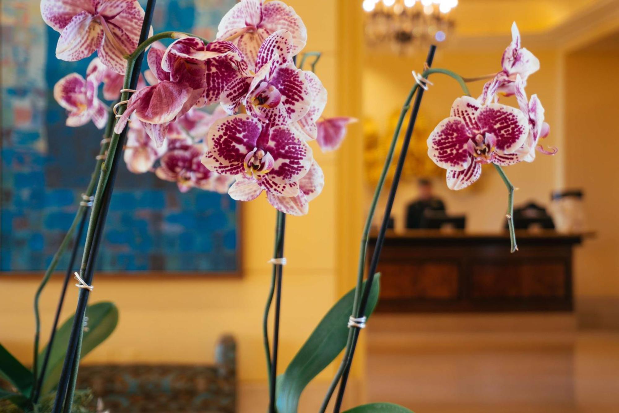 Resort Hilton Vegas & 4*