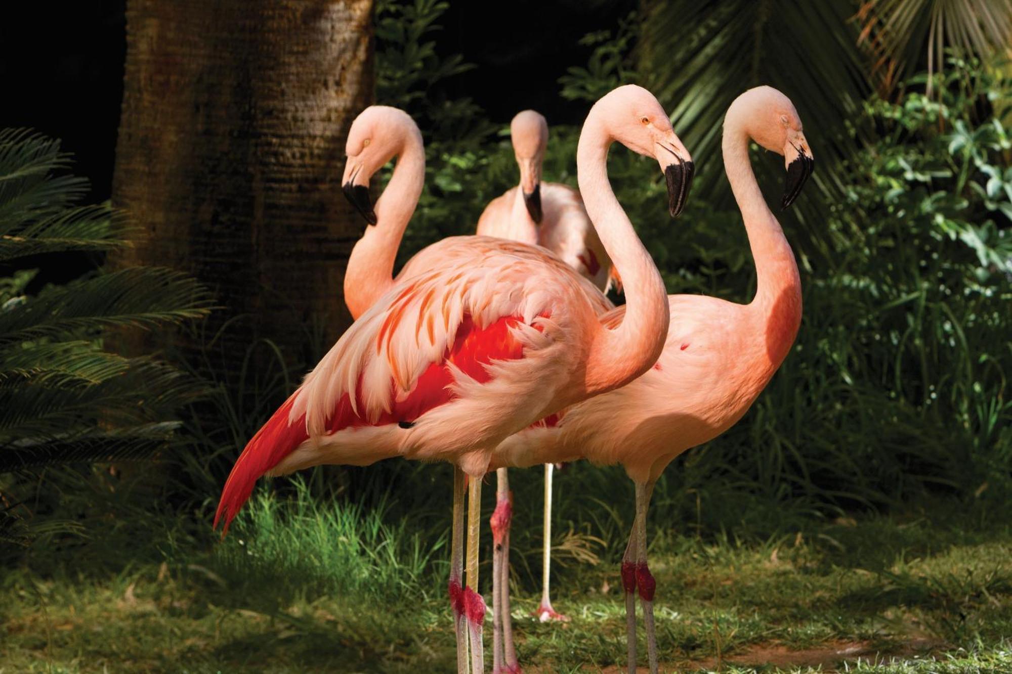 Flamingo Vegas & Casino